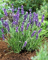 extract de levantica (lavanda)
